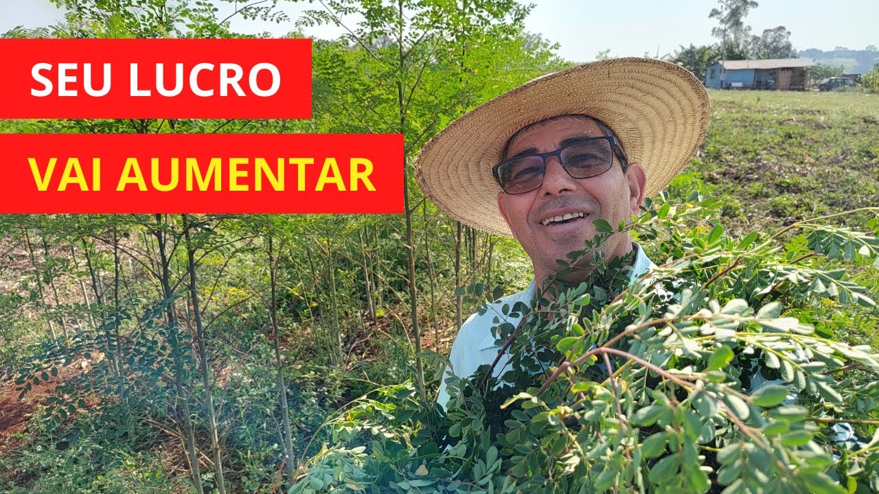 Feno da MORINGA: Economia na ração, garante mais lucro na criação de galinhas
