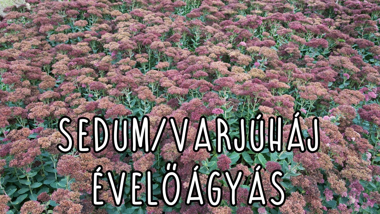 Sedum/varjúháj évelőágyás
