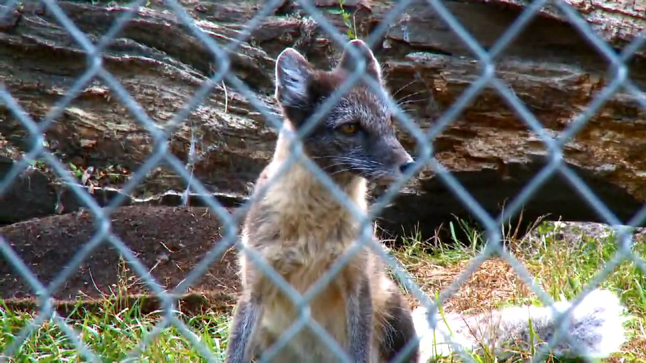 Assiniboine Zoo
