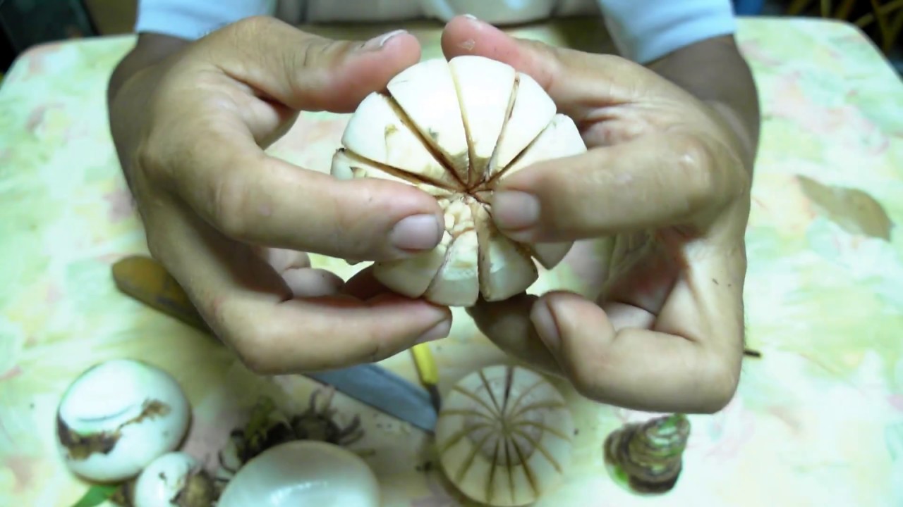 孤挺繁殖教學