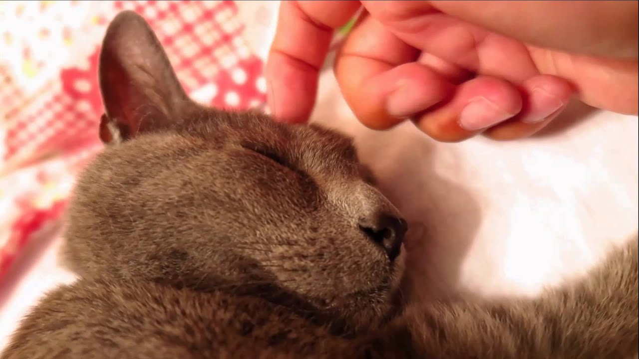 【ASMR】 ★Head Massage My Cat★猫のヘッドマッサージ・ブラッシング音　音フェチ