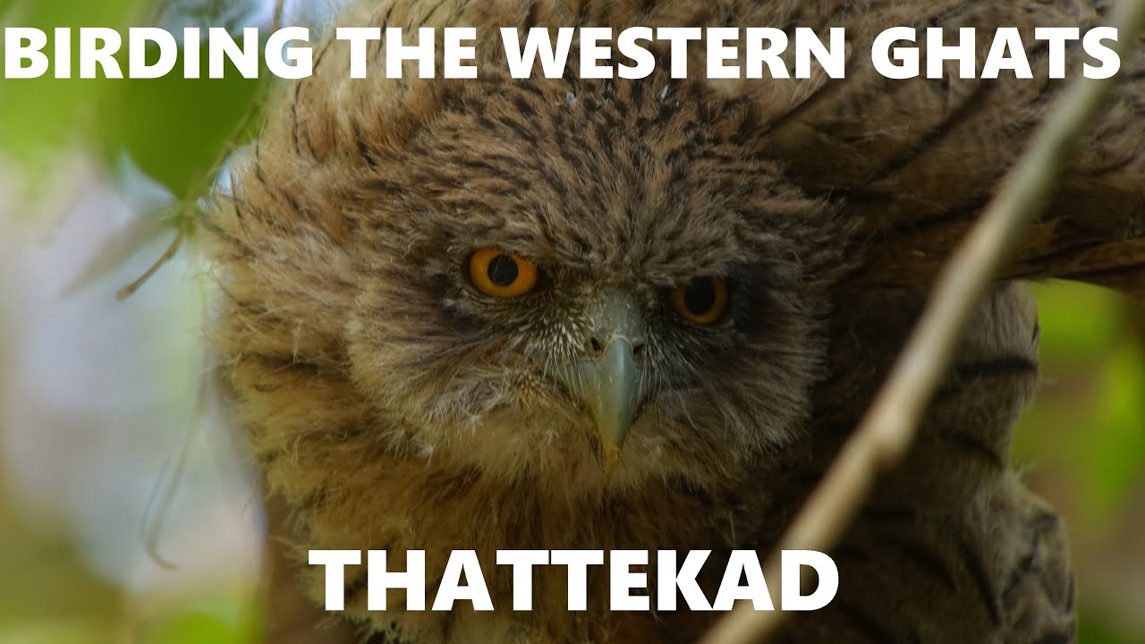 Birding the Western Ghats: Thattekad!