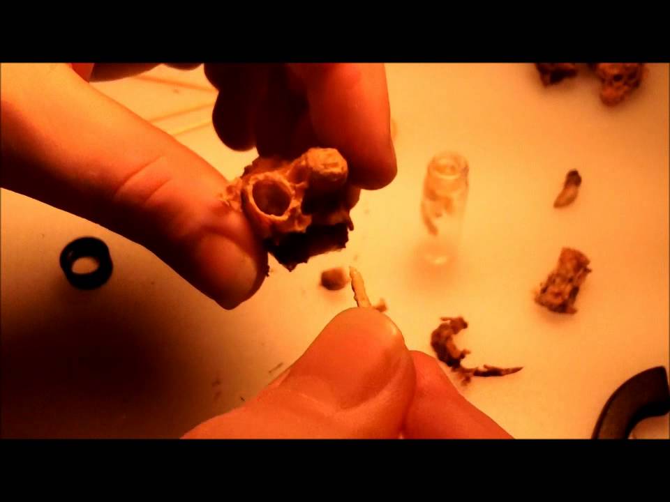 African Killer Bees Royal Jelly Extraction