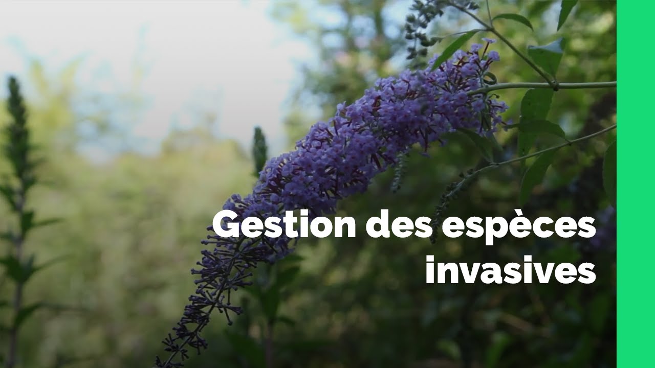 La gestion des espèces invasives