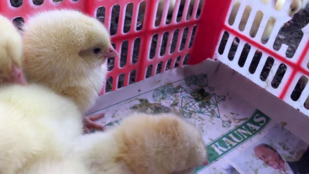 Day-old chicks in Green homestead. Raising chickens. Country life