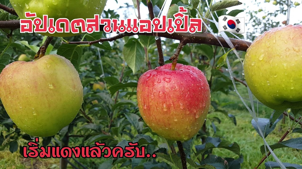 #อัพเดทสวนแอปเปิ้ล/ฮักดินฟาร์ม ชัยภูมิ