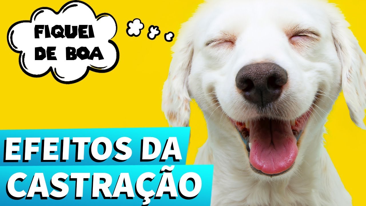 Castrar o cachorro pode mudar o comportamento dele!