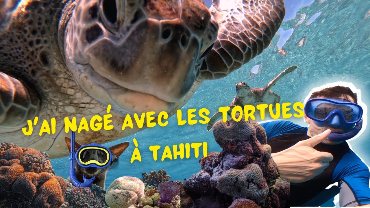 Tahiti, nager avec les tortues!