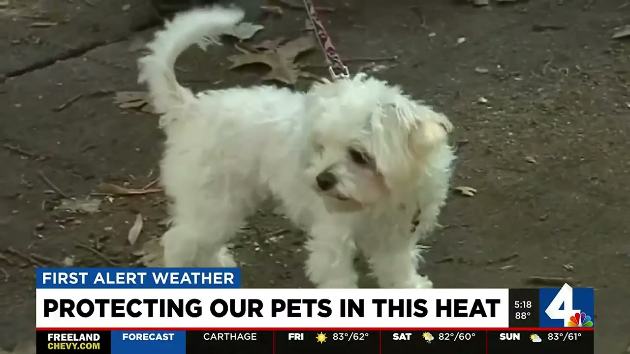 Protecting our pets in this heat