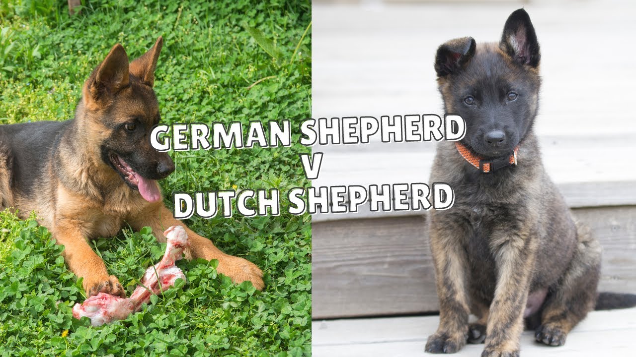 Dutch Shepherd Vs German Shepherd Puppies ( Environmentals )  | Grassroots K9