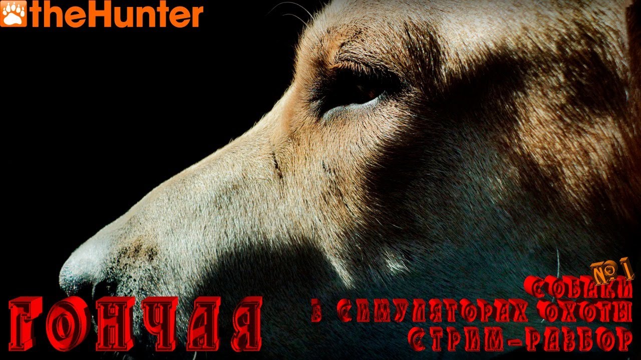♢ theHunter Classic ♢ Стрим-разбор ♢ Собаки ♢ ГОНЧАЯ ♢