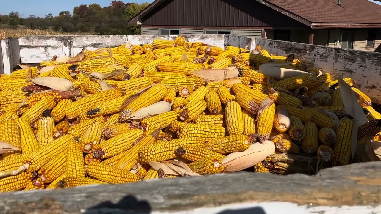 Picking ear corn with a New Idea # 10 and a breakdown