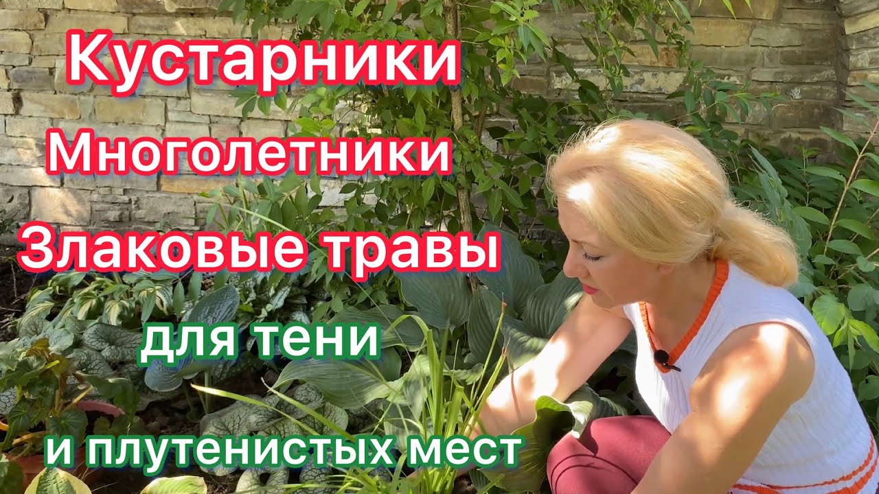Кустарники,многолетники и злаковые травы для тени и полутени