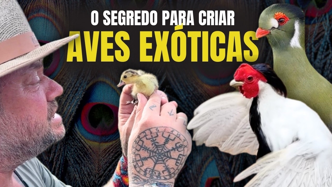 O SEGREDO PARA CRIAR AVES EXÓTICAS! QUANTO CUSTA UM PAVÃO? 🔥