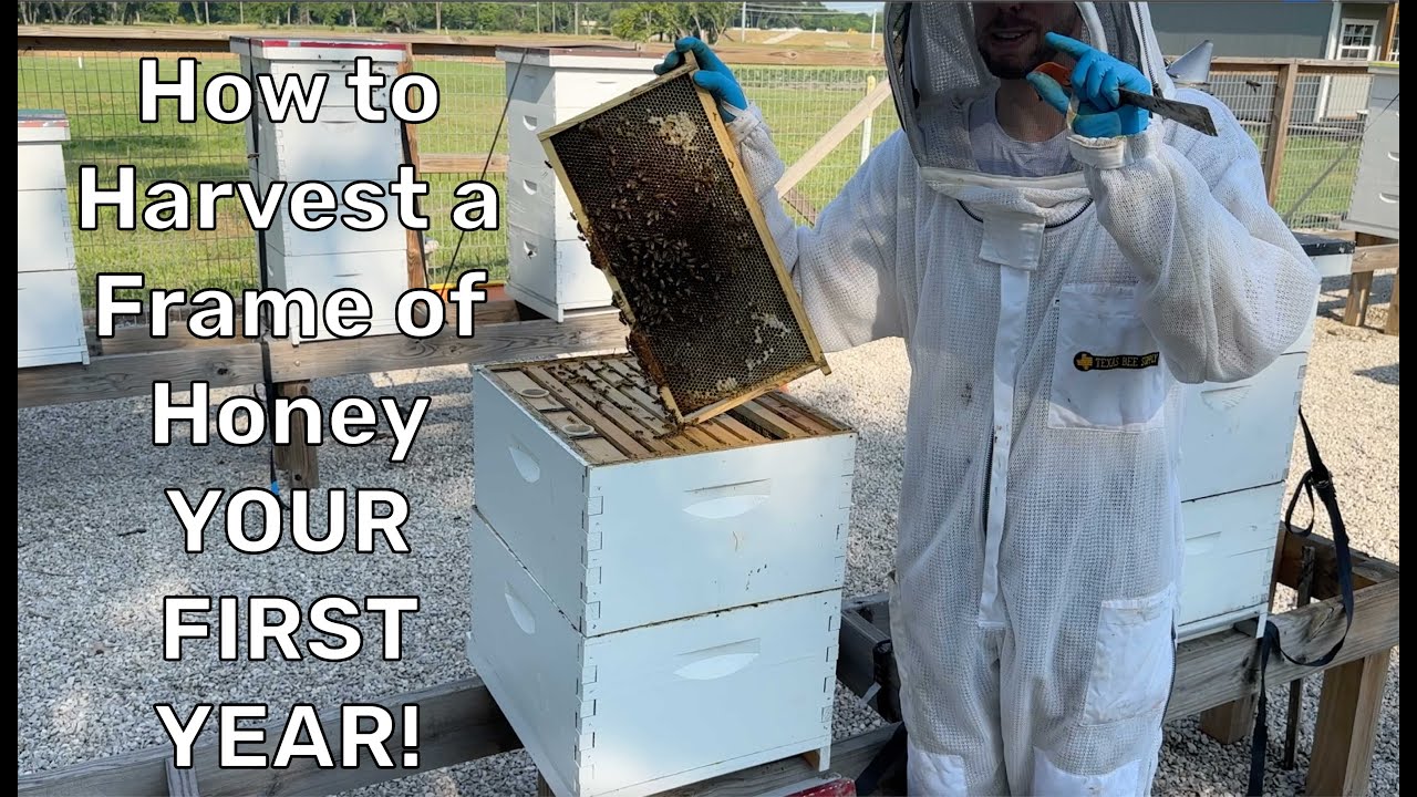 Harvesting a Single Frame of Honey Year 1