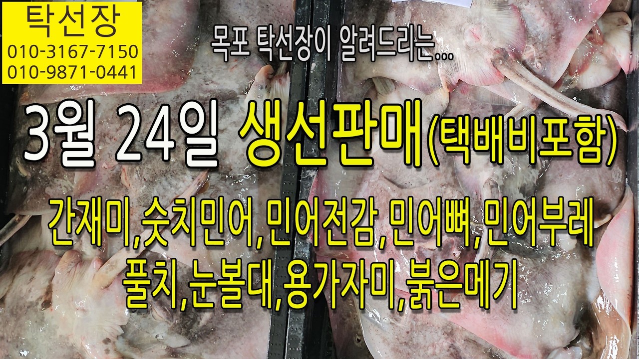 3월 24일, 간재미, 숫치민어, 민어전감, 민어뼈, 민어부레, 풀치, 눈볼대, 용가자미, 붉은메기(탁선장 남도농수산 생선카페 010 3167 7150. 010 9871 0441)