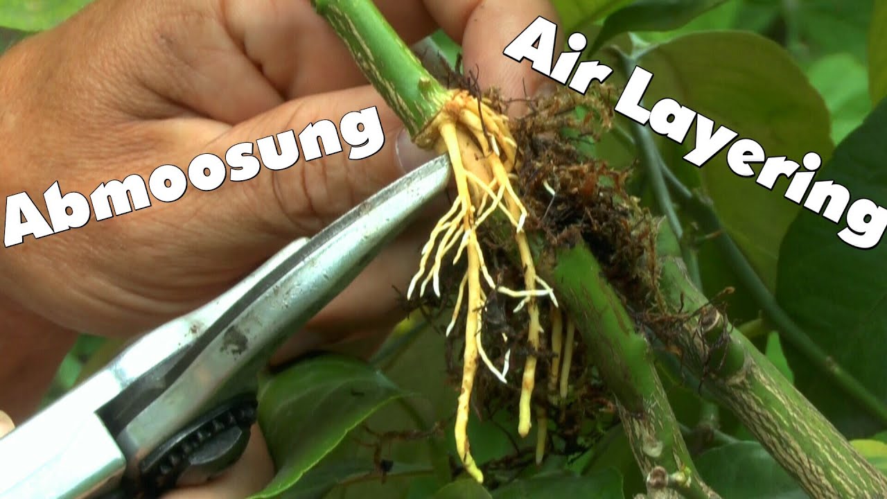 Zitronen durch abmoosen vermehren  Air Layering