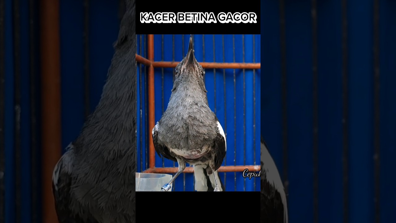 🔴Pancingan kacer betina gacor‼️