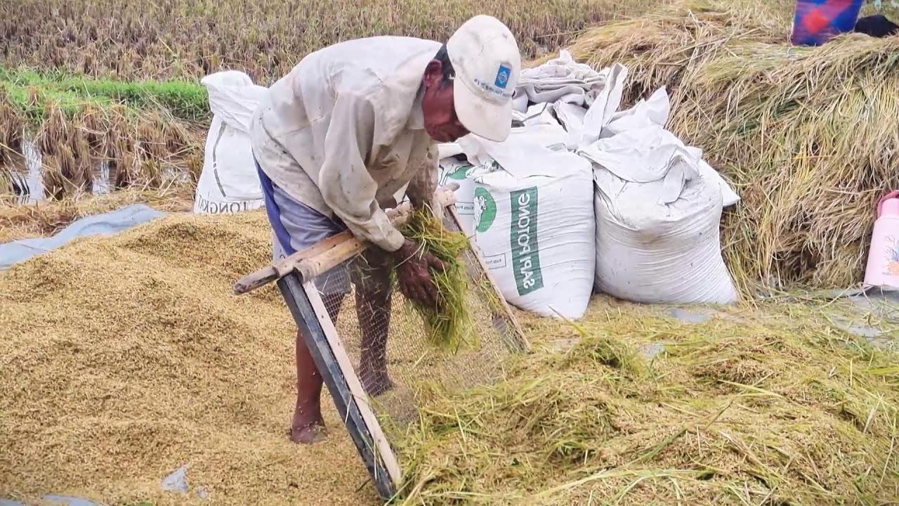 Traditional Rice Grain Separation Process #RuralAgriculture #TraditionalFarming