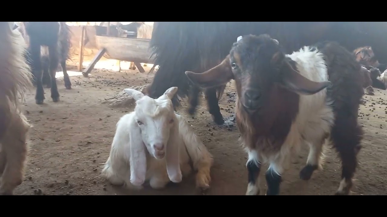 Peaceful Life: A Day with the Herd on the Farm 🌿