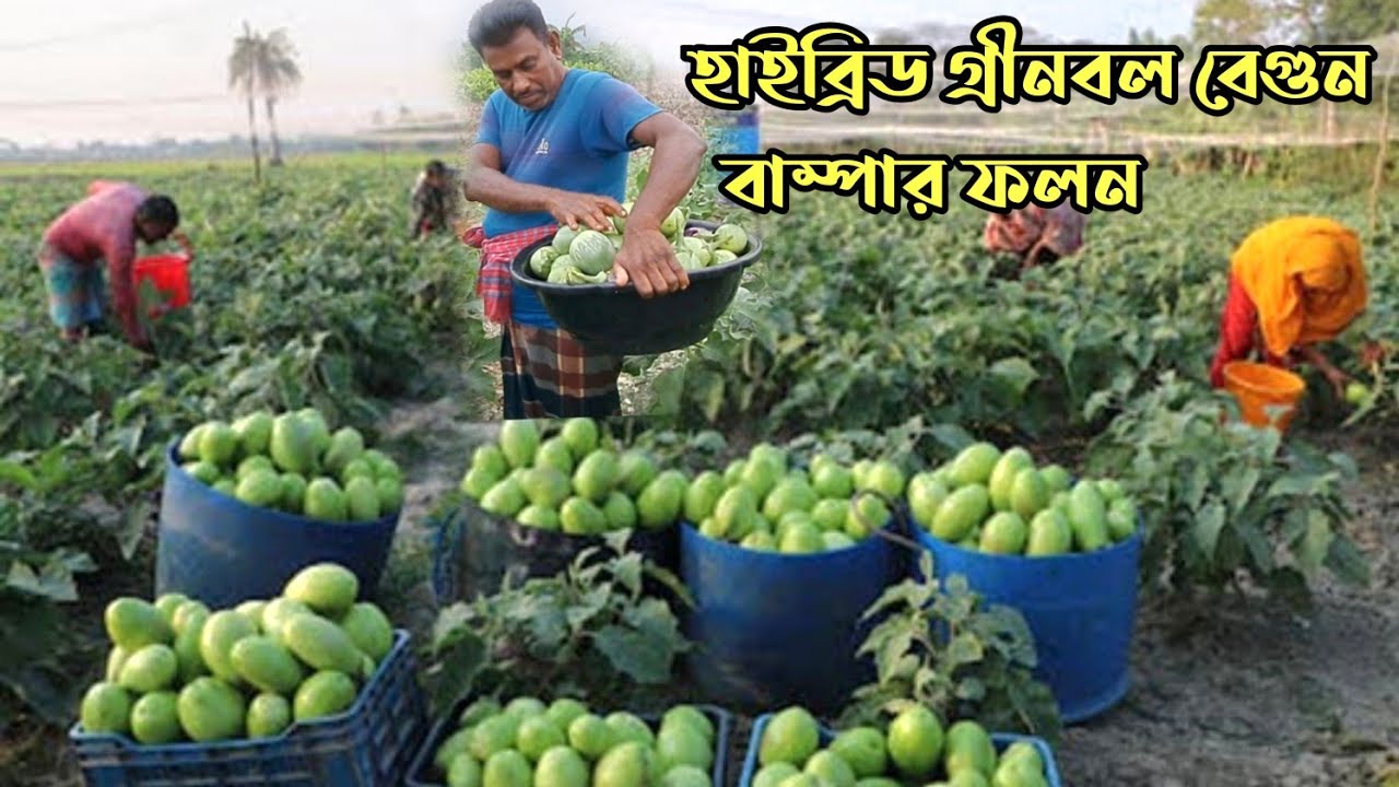 হাইব্রিড গ্রীনবল বেগুন চাষে কৃষক কুদ্দুস মিয়ার সাফল্য | কম খরচে বেগুন চাষে লাভবানে উপায় | কৃষকের সময়