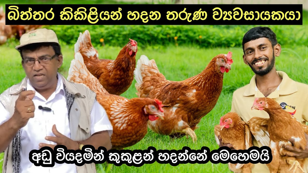 අඩු ඉඩක බිත්තර කිකිළියන් හදන තරුණ කෘෂි ඩිප්ලෝමාධාරි ව්‍යවසායකයා🐓🐥🥚 #poultry #healthylivestock #rir