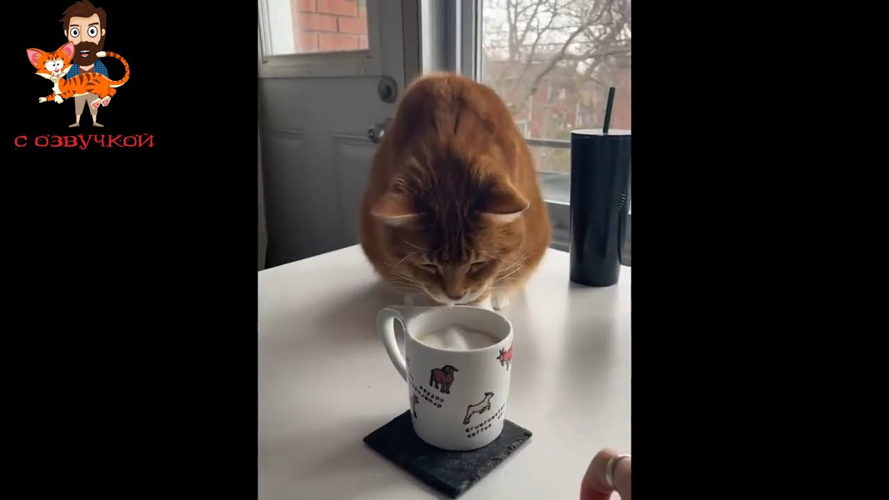 Приколы с котами! С ОЗВУЧКОЙ! Смешные КОТЫ и Собаками 2026! САМЫЕ СМЕШНЫЕ ЖИВОТНЫЕ!