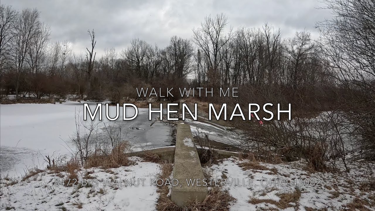 Mud Hen Marsh | Walk With Me | Natural Audio
