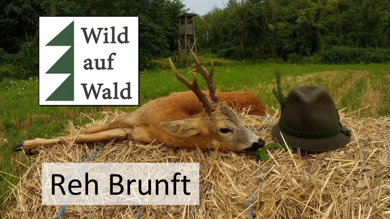 🦌4 Dinge, die du bei der Blattjagd 2025 beachten solltest! Brunftjagd auf Rehbock @WildaufWaldJagd