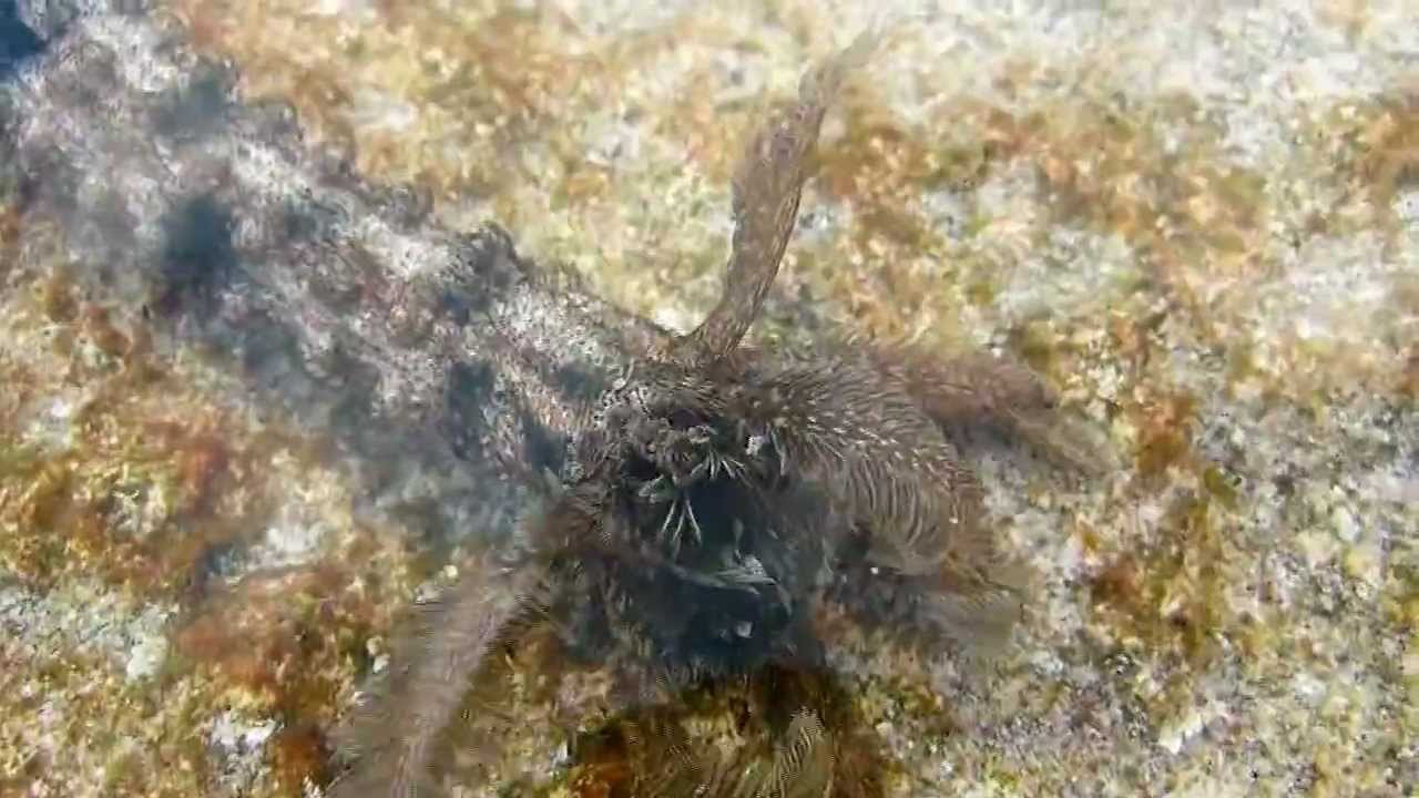 Holothurie serpentiforme (Synapta maculata) sur le platier du Motu Aito - Fakarava - Polyn&eacute;sie