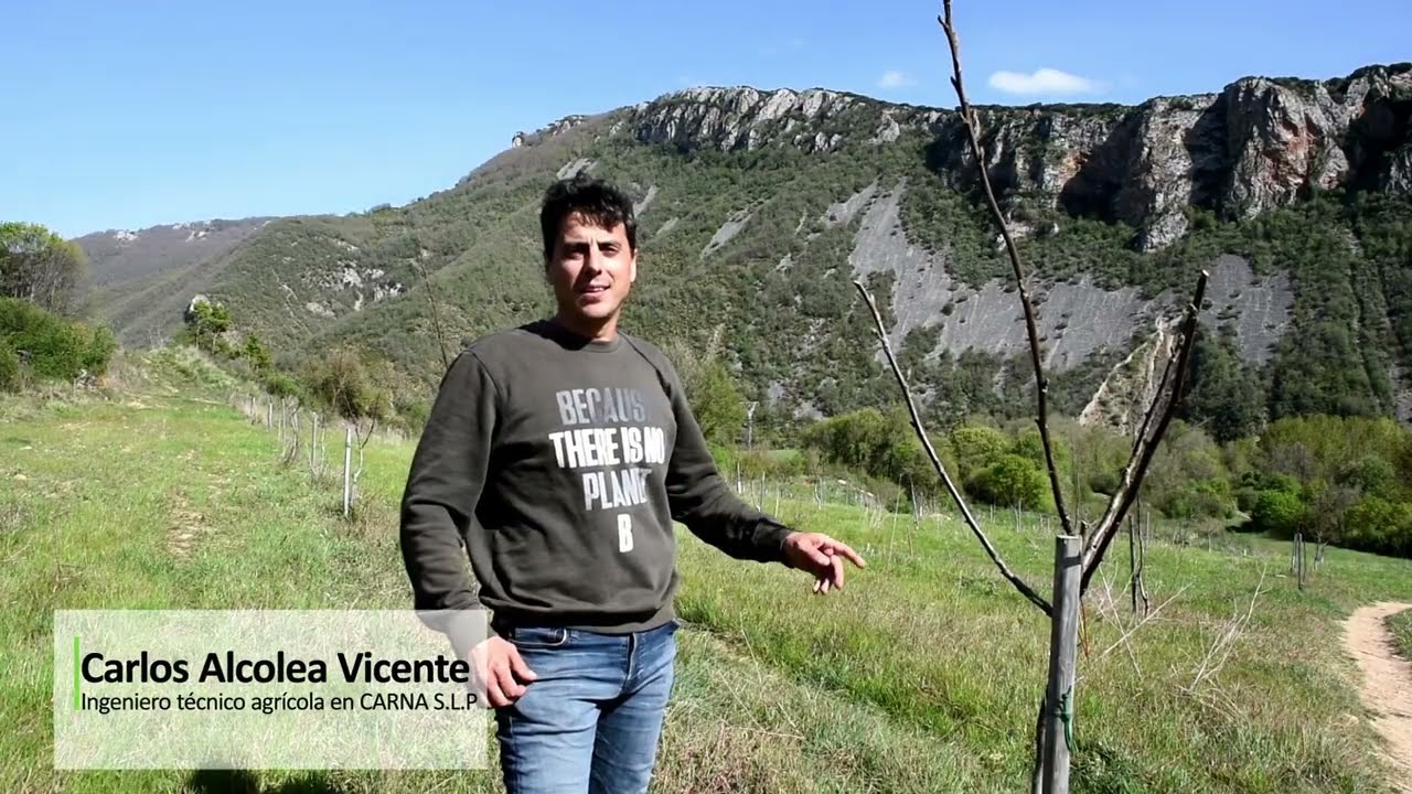 Nogal en zona de montaña en eje libre y semiestructurado