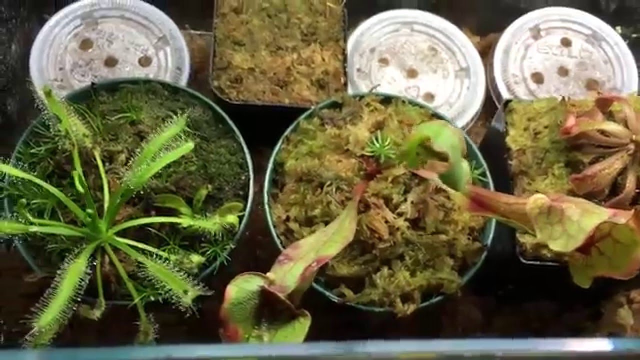 Carnivorous Plants: Sundew Terrarium!