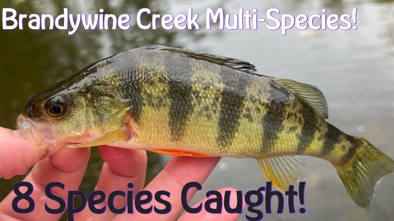 Multi-Species Fishing A New Spot On Brandywine Creek! (8 SPECIES CAUGHT!)