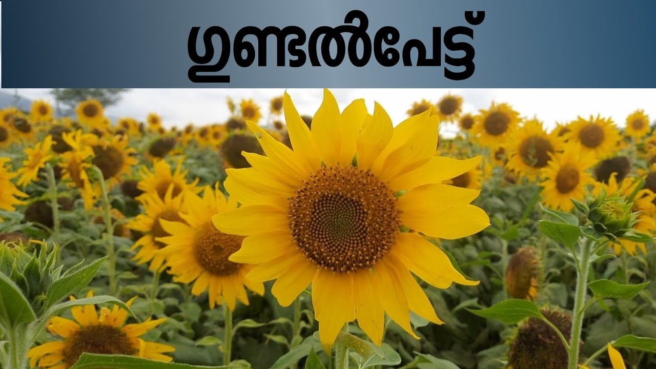 ഗുണ്ടൽപേട്ടിലെ മനം മയക്കും പൂപ്പാടങ്ങൾ കണ്ടിട്ടുണ്ടോ?
