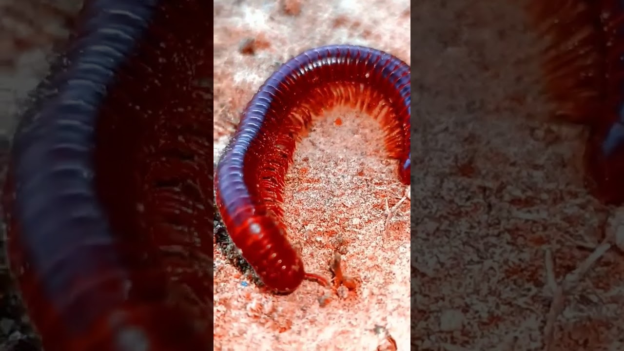 Omg😱😱 Big Millipede😱😱#shorts #video #viral #trending