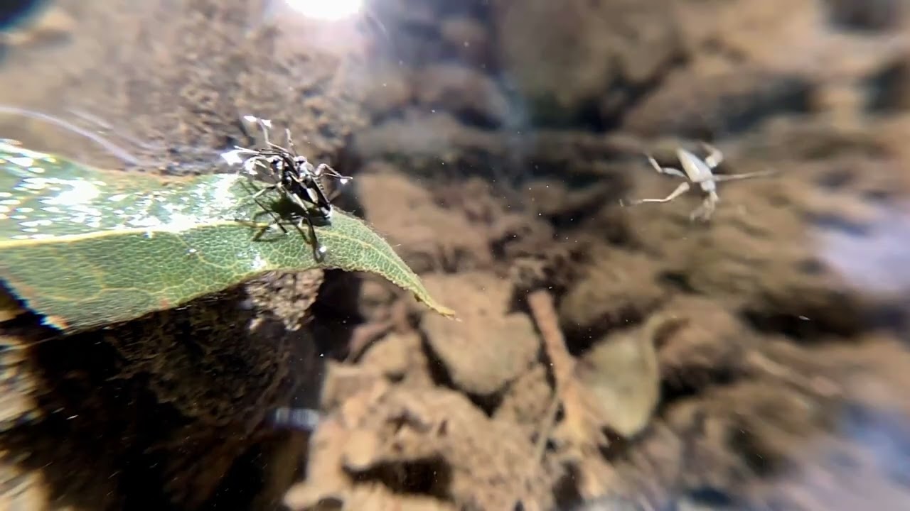 Water Striders (Genus Rhagovelia) Mating, or Sporting Match?