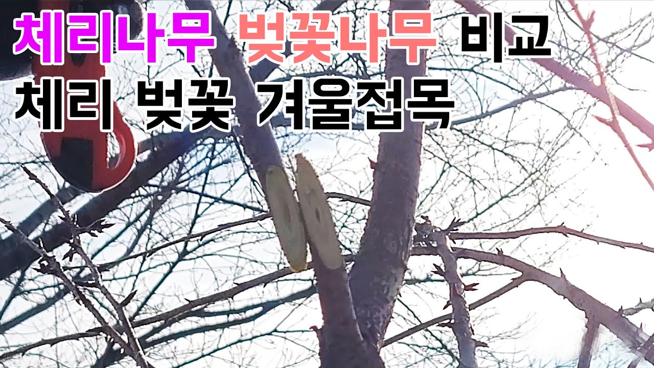 겨울철  접목으로 체리나무  와 벚꽂나무  접목 성공 이런방법으로