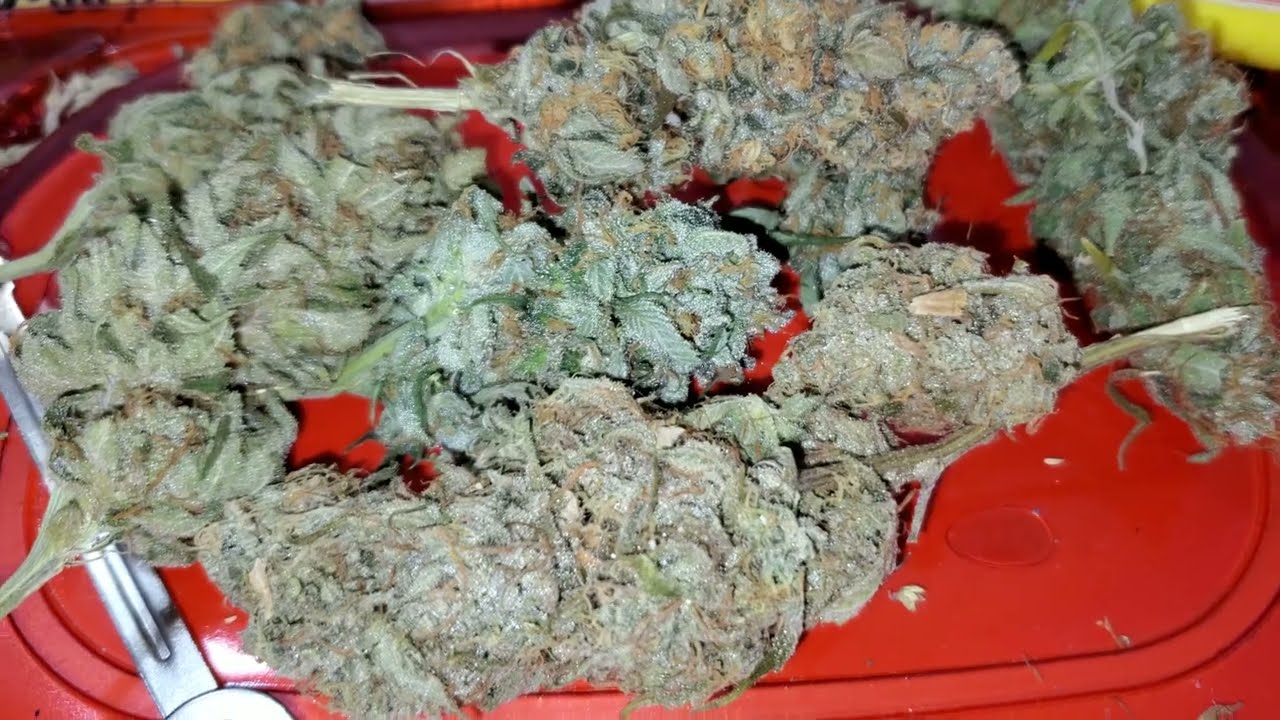 Purple Dawn Strain,  Purple Mac 1 , Purple Glue , Granddaddy Bruce ( TV420 ) 📺