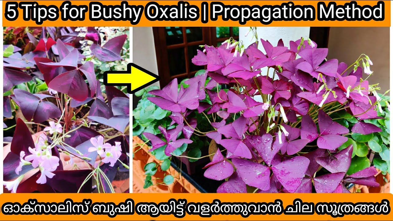 Butterfly Plant / Oxalis Complete Care & Propagation ഓക്സാലിസ് ബുഷി ആയിട്ട് വളരാൻ ഇതു ചെയ്തു നോക്കു
