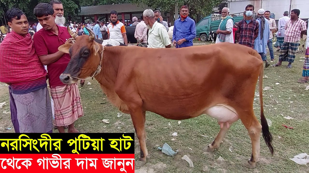 নরসিংদীর বিখ্যাত পুটিয়া গরুর হাট থেকে গাভীর দাম জানুন। শীতের জন্য গাভীর দাম কম cow price