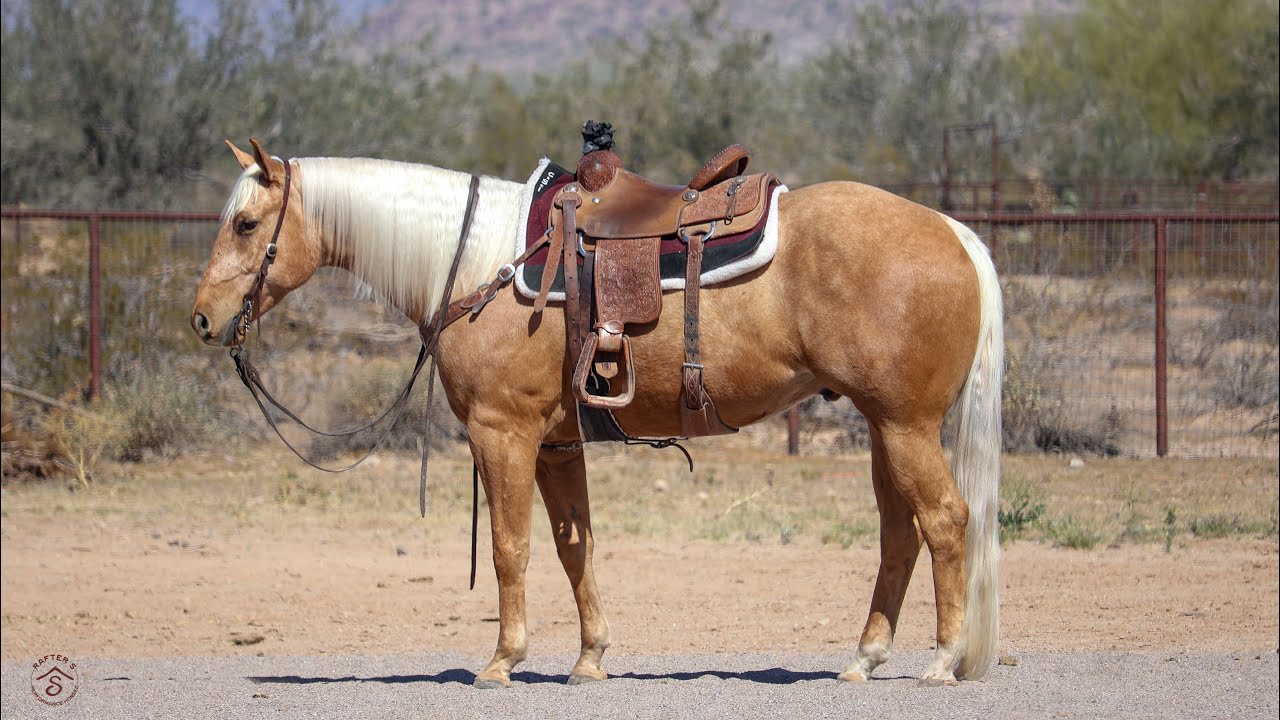 JT Im An Investment - 2021 AQHA Palomino Gelding - Top Gun Horse Sale 2026