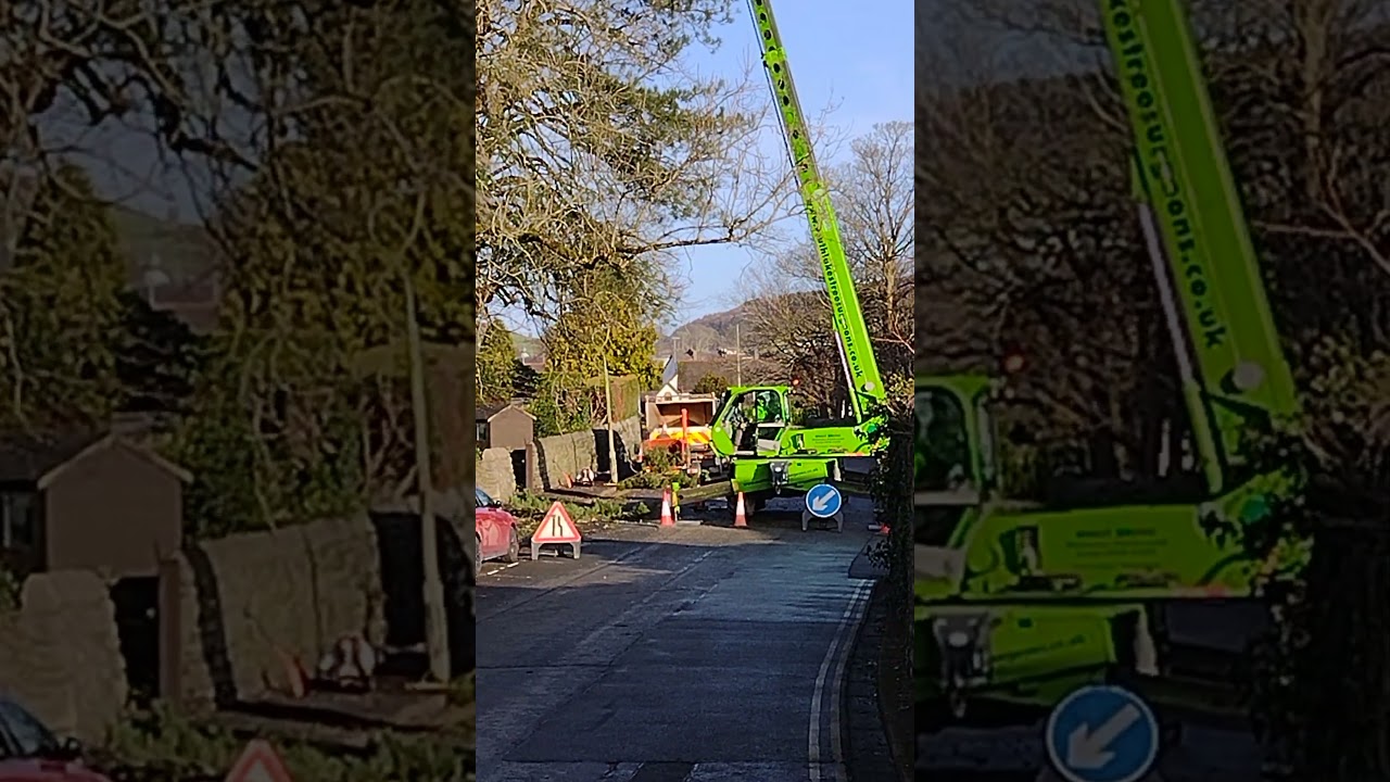 Tree pruning at the top of a large scots pine