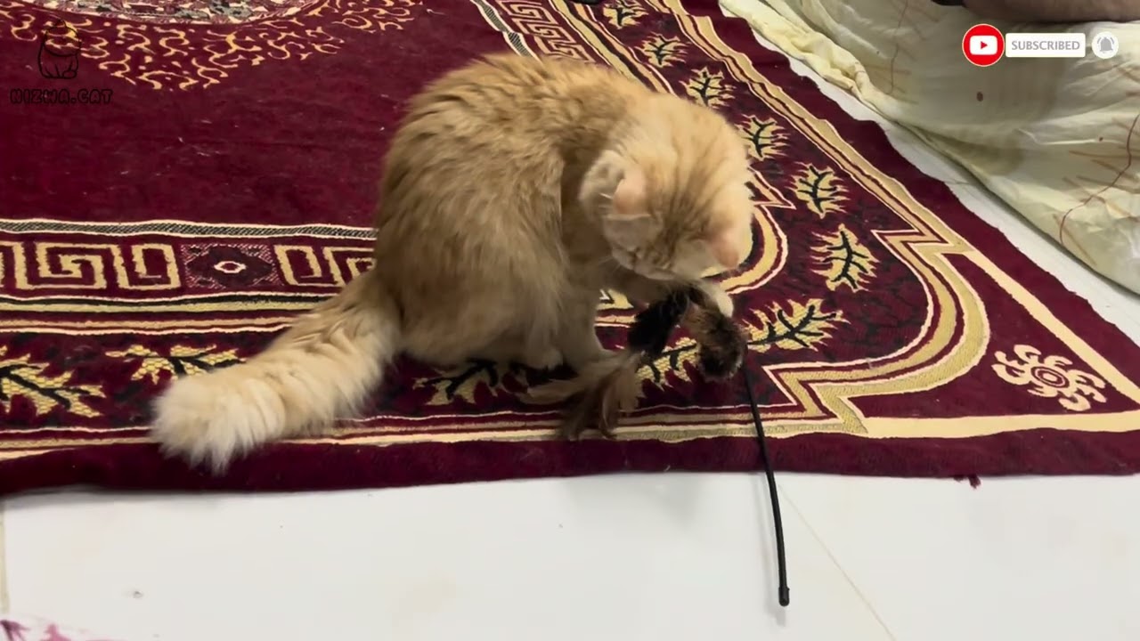 Oranges cat 🐈 | Persian cat | cute cat | relaxing | relax  | peace | good vibe kittens kitten 🐱 