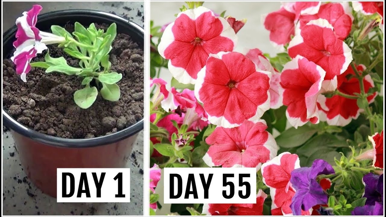 Know The Right Way to Grow & Care for Petunia Plant
