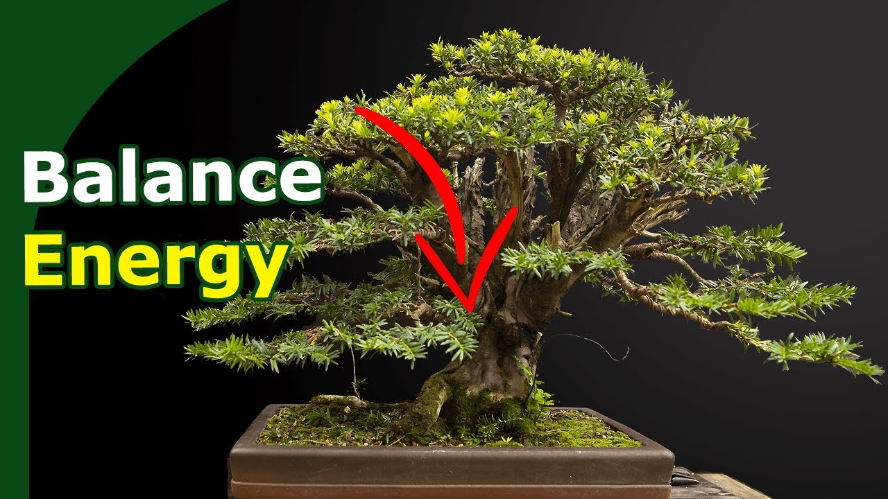 Reduce Top-Dominant growth in Bonsai: An 8-Month Yew Transformation
