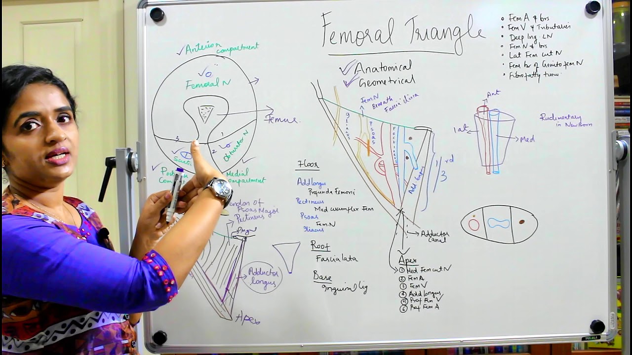 THE FEMORAL TRIANGLE -GROSS ANATOMY LOWER LIMB-DR ROSE JOSE MD