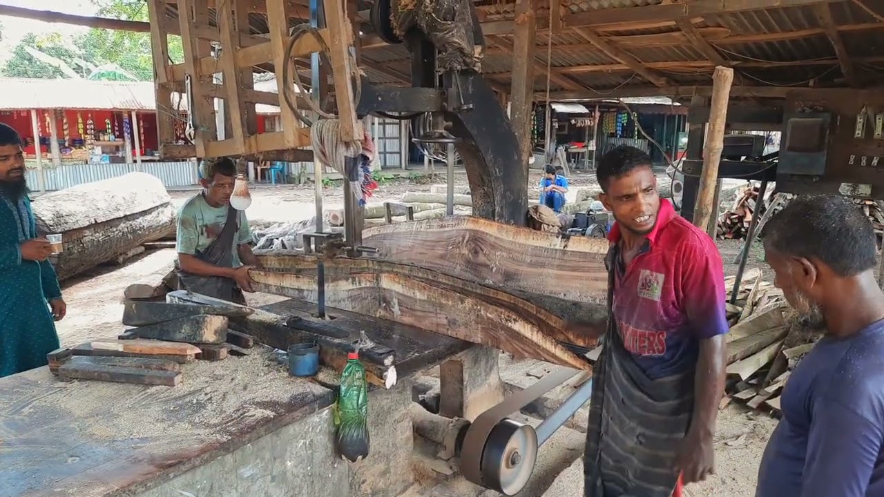 Monster & Curved Tree Cutting|| Dangerous Heavy Duty Tree Cutting Timber Bill|| BD Sawmill Asia