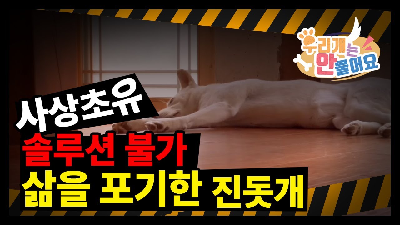 우리개연구소 🚫사상초유!! 🚨솔루션 불가~~!!! 역대급 이야기~~🐕삶을 포기한 진돗개 복순이~~~#진돗개 #강아지발사탕 #강아지교육