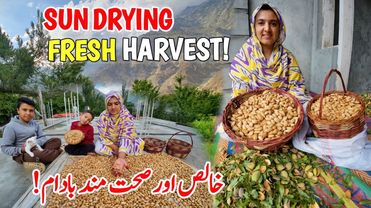 Sun Drying Almonds After Harvest | Pure & Healthy Organic Nuts | Almonds Processing | Village Vlog 