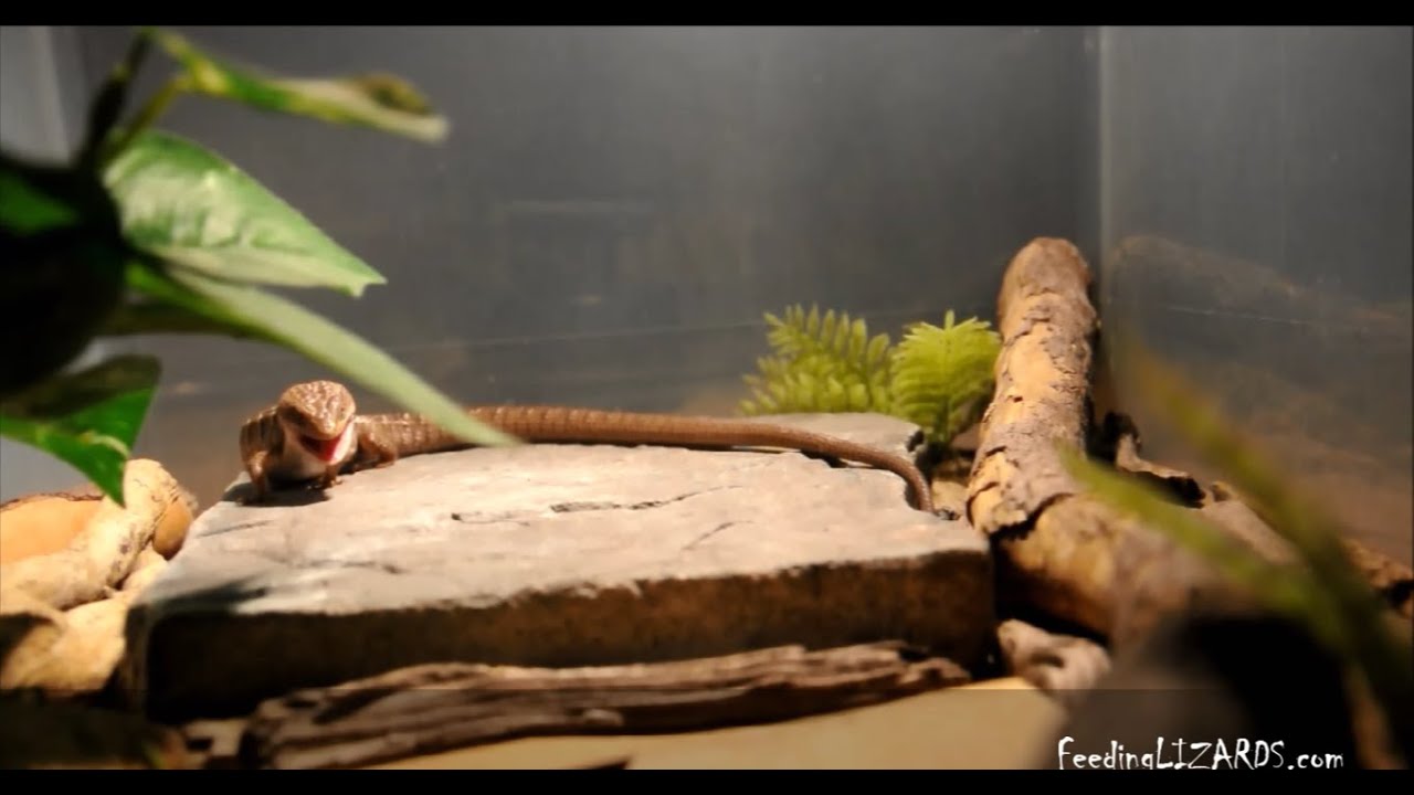 Alligator Lizard Eats Cricket, Licks Lips